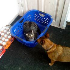 Huskat Lucifor R.I.P.