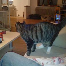 Huskat Lucifor R.I.P.