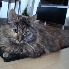 Blanding af racer Gitte