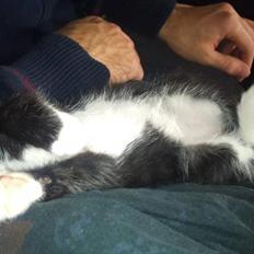 Blanding af racer Kuzco