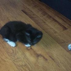 Blanding af racer Kuzco