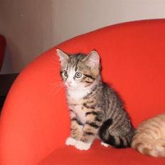 Blanding af racer Bella