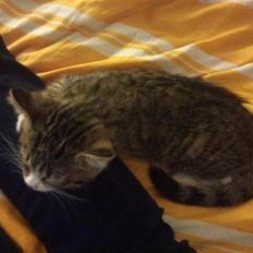 Blanding af racer Bella