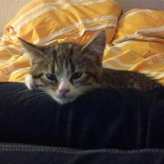 Blanding af racer Bella