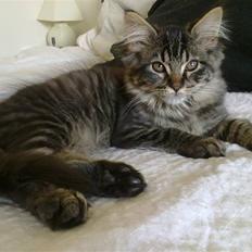 Maine Coon Joey