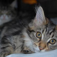 Maine Coon PellePelle