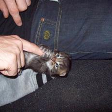 Maine Coon PellePelle