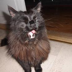 Blanding af racer Choko