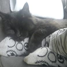 Blanding af racer Choko