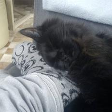 Blanding af racer Choko