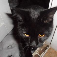 Blanding af racer Sacha