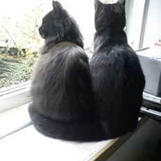 Blanding af racer Sacha