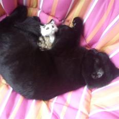 Blanding af racer Sacha