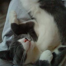 Blanding af racer Toulouse 