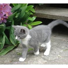 Blanding af racer Toulouse 