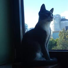 Blanding af racer Toulouse 