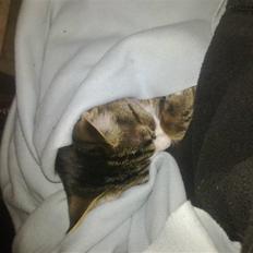 Blanding af racer laban