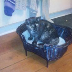 British Shorthair Gucci