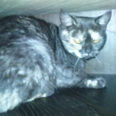 British Shorthair Gucci