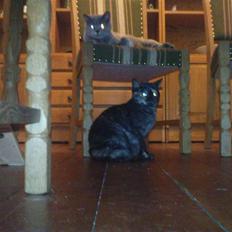 British Shorthair Gucci