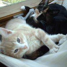 Huskat frits (min skat)