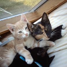 Huskat frits (min skat)