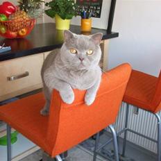 British Shorthair Mads