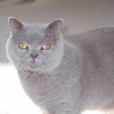 British Shorthair Mads