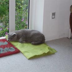 British Shorthair Mads