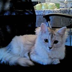 Blanding af racer Tess