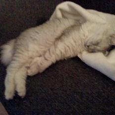 Blanding af racer Tess