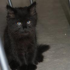 Blanding af racer Gustav (Fuckface)