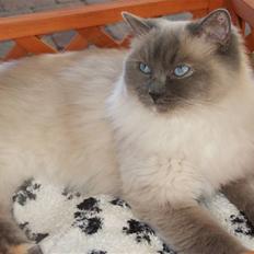 Ragdoll DK Vandoll Chantelle