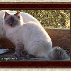 Ragdoll DK Vandoll Chantelle