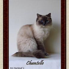 Ragdoll DK Vandoll Chantelle