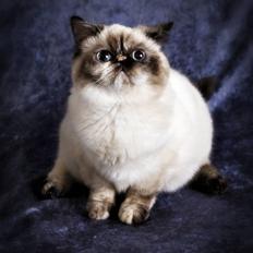 Colorpoint DK. Cha-mamitosu Armorill