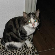 Huskat Felix