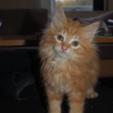 Blanding af racer Aslan