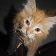 Blanding af racer Aslan