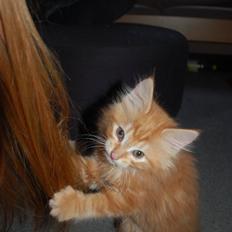 Blanding af racer Aslan