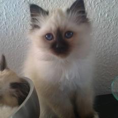 Hellig Birma Gaius Julius Caesar