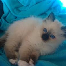 Hellig Birma Gaius Julius Caesar