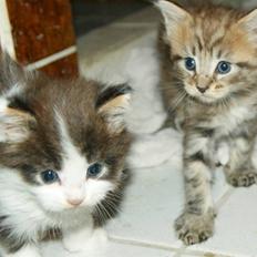 Maine Coon lykkekatte Olivia