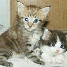 Maine Coon lykkekatte Olivia