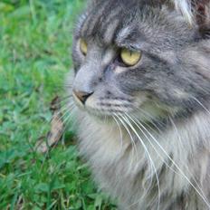 Maine Coon Coco the Killer