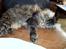 Maine Coon Fernando - Fernando tager en slapper, efter en tur udei regnvejret :-)