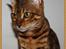 Bengal Gaia Of Golden Haze