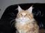 Maine Coon Dk. CaemsoCoon's Buddy Ho - 05-12-2010