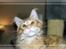 Maine Coon Dk. CaemsoCoon's Buddy Ho - 05-12-2010