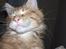 Maine Coon Dk. CaemsoCoon's Buddy Ho - 05-12-2010